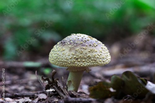 Amanita regalis - brown poisonous mushroom growing in the forest  background   
