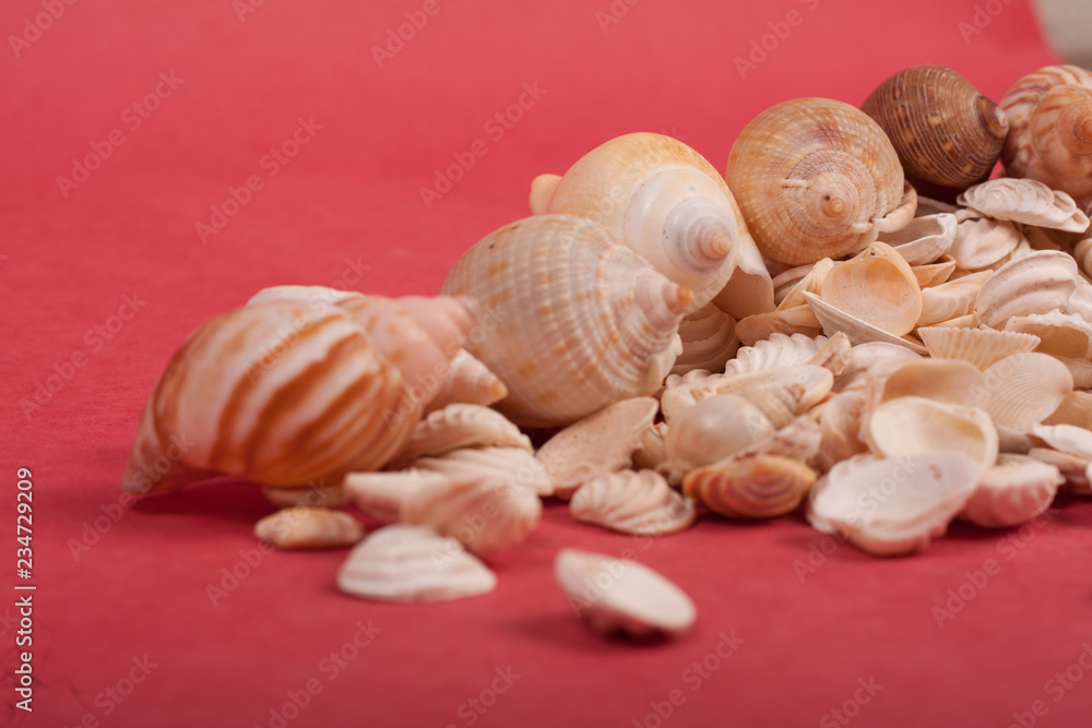 sea, shells, shore, beach, nature,natural,white,red, sea, shells, shore, beach, nature,natural,white,red,