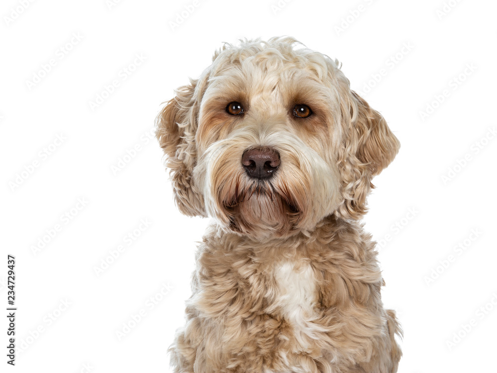 Head shot of sweet female adult golden Labradoodle dog sitting with closed mouth, looking beside camera with brown eyes. Isolated on a white background. - obrazy, fototapety, plakaty 