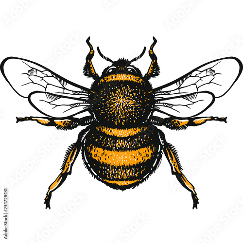 Bumblebee Hand drawn vector illustration. Vector drawing of Bumlebee. Hand drawn insect sketch isolated on white. Engraving style bumble bee illustrations.