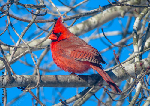 northern cardinal on a branch