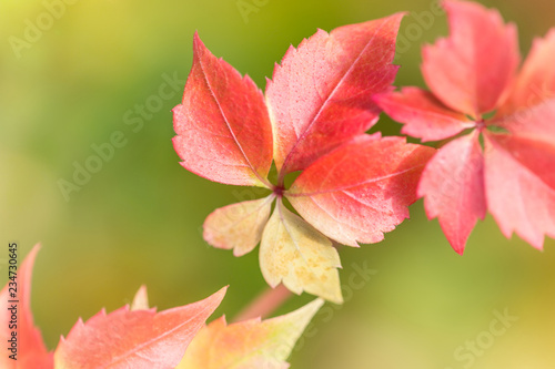 schöne farbige Herbstblätter der Kletterpflanze Jungfernrebe Partenocissus Veitchii vor seinem schönen bokeh Hintergrund photo