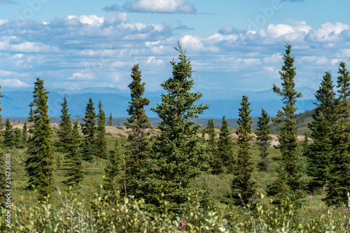 Beautiful boreal forest along the Richardson Highway shows the Delta Mountain Range