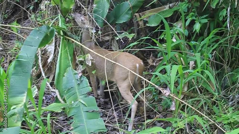 Deer in National Park Manuel Antonio, Costa Rica Deer in National Park Manuel Antonio, Costa Rica