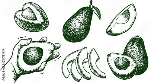 Vector hand drawn avocado set. Whole avocado, sliced pieces, half, leaf and seed sketch. Tropical summer fruit engraved style illustration. Detailed food drawing. Great for label, poster, print