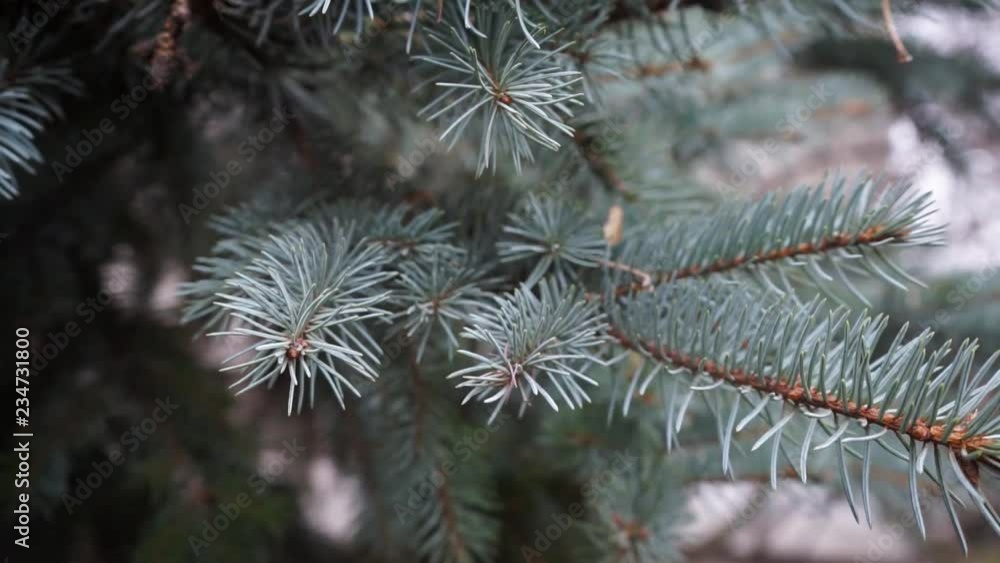 pine branches close up pine branches close up