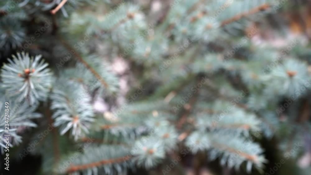 pine branches blurred texture background pine branches blurred texture background