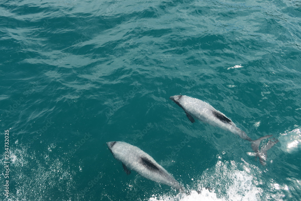 Naklejka premium Schwimmende Delfine in Neuseeland