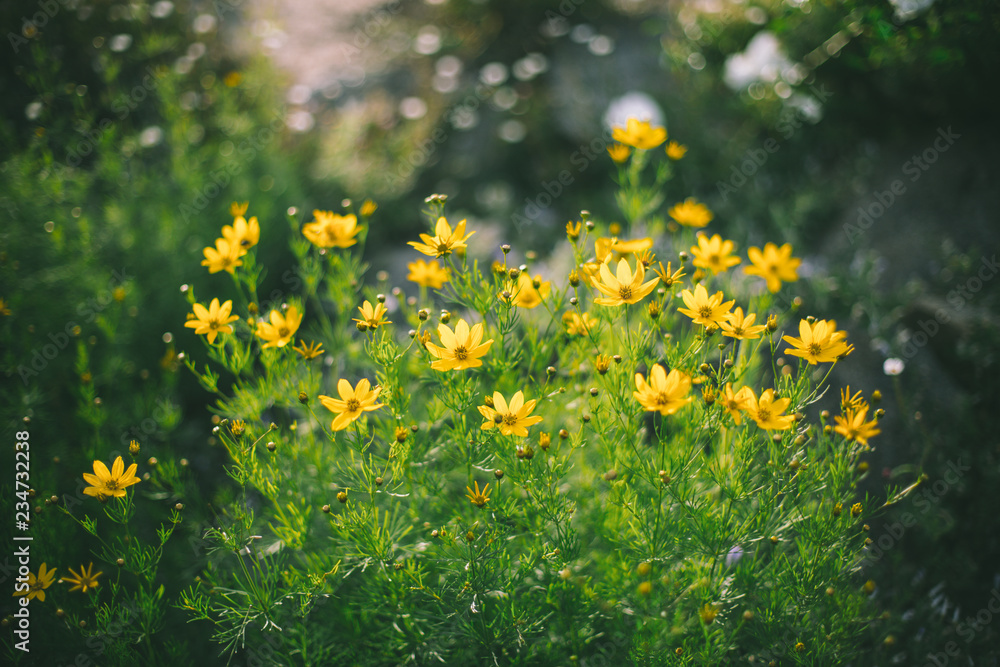 Obraz premium field of yellow flowers