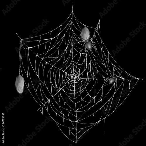 Vector illustration of spiderweb with creepy spiders and cocoons, white spooky cobweb isolated on black background. Sticky hanging net to catch insects. Decorative element for Halloween design