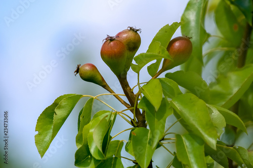 Background of pears on tree. photo