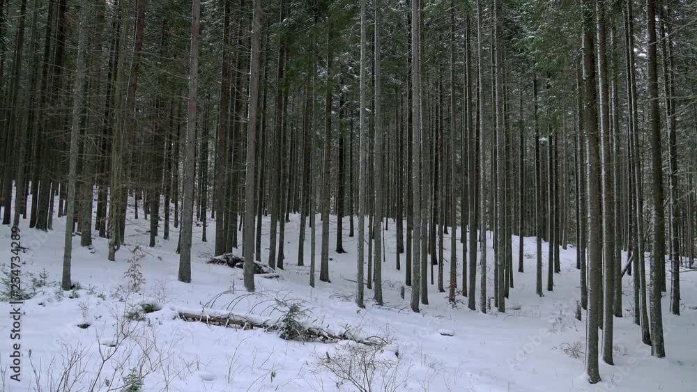 coniferous forest in winter, winter pine forest, texture of winter forest, beautiful winter forest coniferous forest in winter, winter pine forest, texture of winter forest, beautiful winter forest