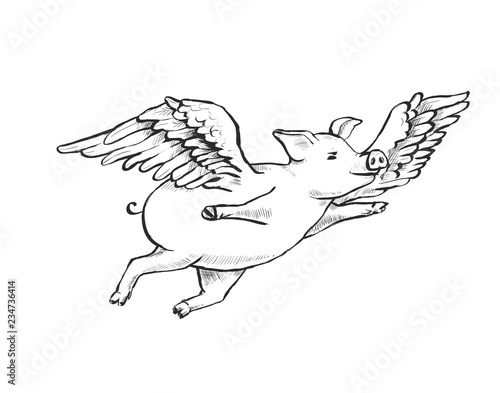 Contour Line Drawing. When pigs fly