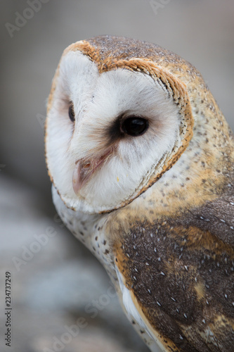 Closeup of Barn Owl in Ecuador © piccaya