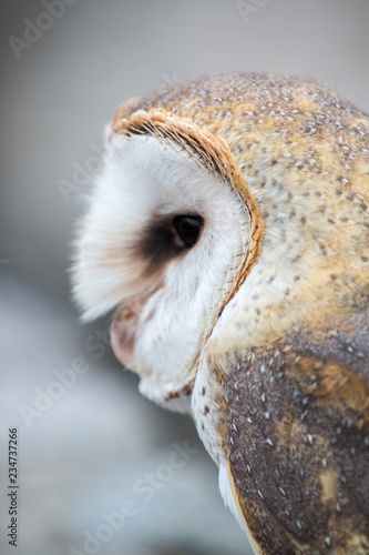Closeup of Barn Owl in Ecuador © piccaya