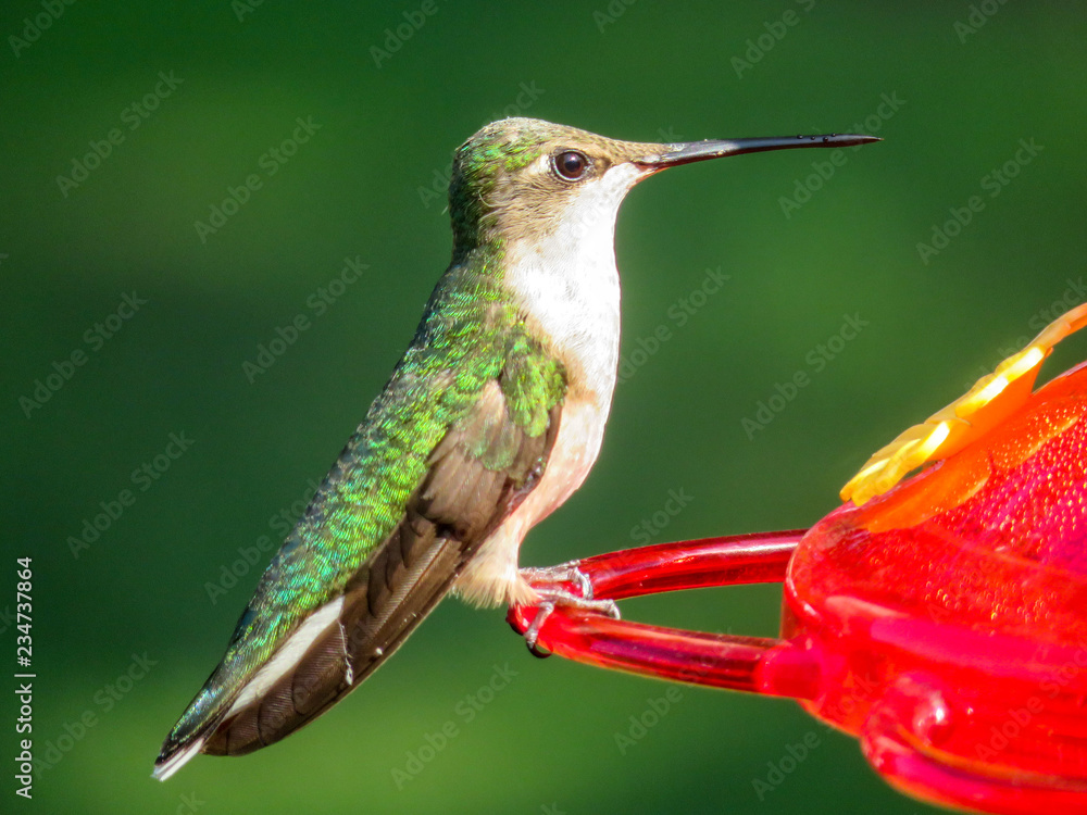 Fototapeta premium hummingbird on a feeder