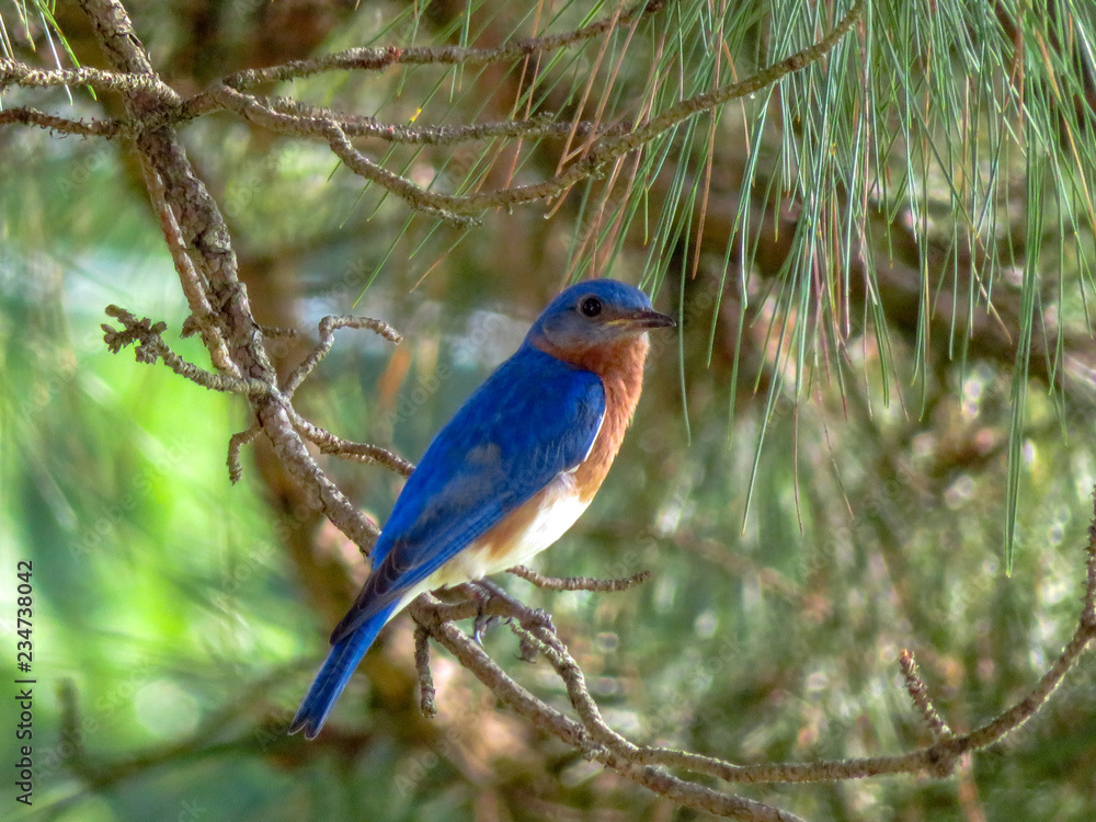 Obraz premium blue bird on a branch