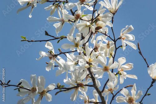 Lot of gorgeous white magnolia flowers in a blue sky. Like a flock of white butterflies  Nature concept for design