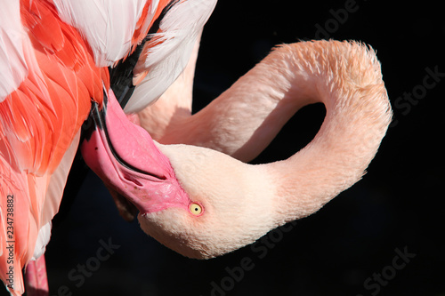 Close-up of the grater flamingo