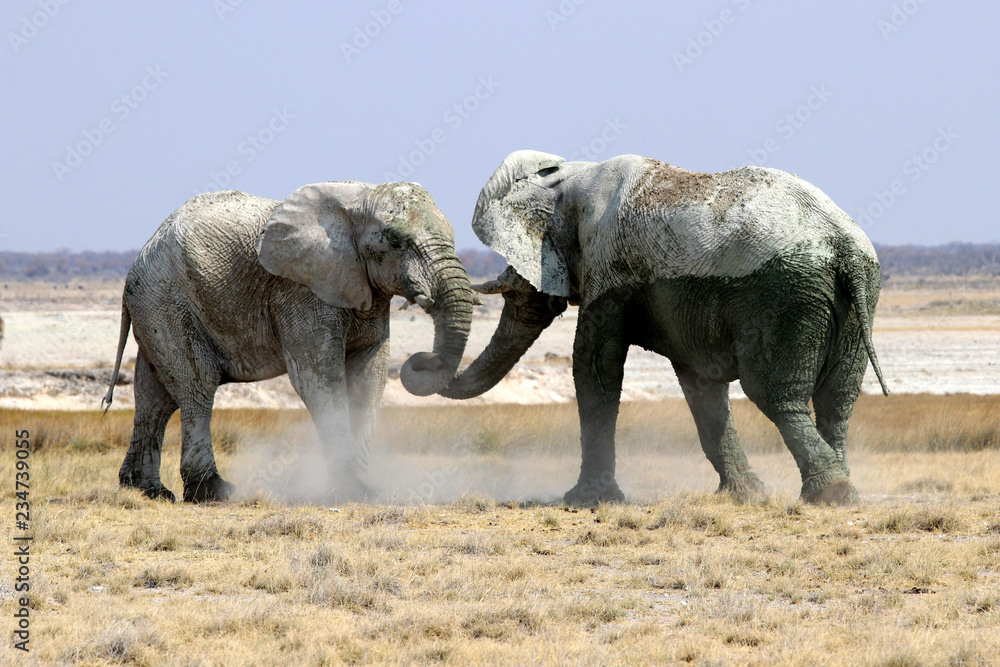 Fototapeta premium Elephants Fight - Namibia