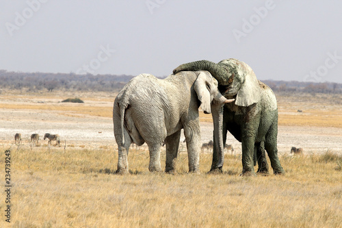 Elephants Fight - Namibia