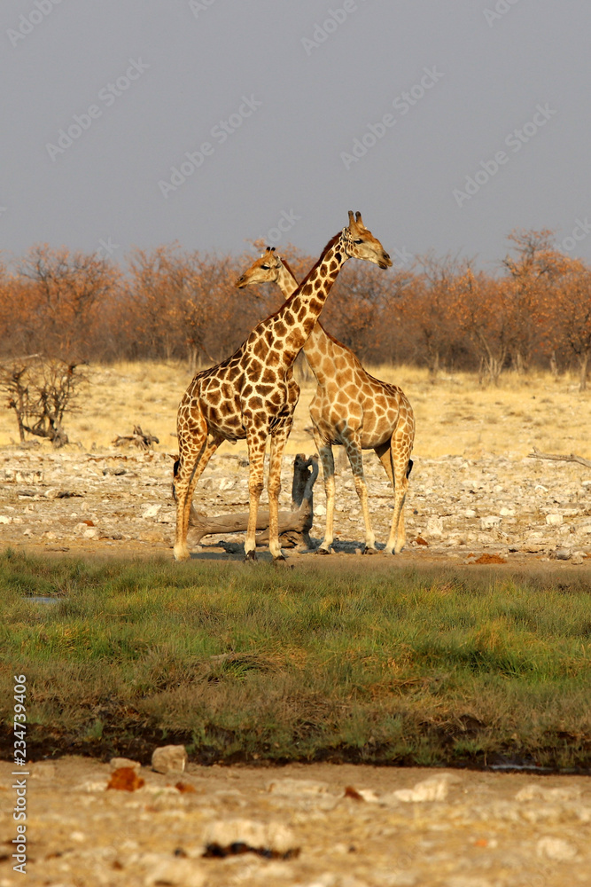 Obraz premium Giraffen - Namibia