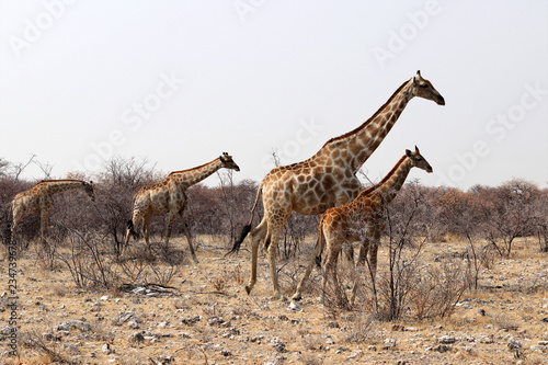 Giraffen with Baby - Namibia