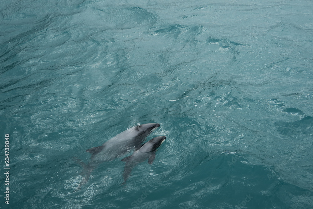 Obraz premium Schwimmende Hector Delfin mit Baby im Meer