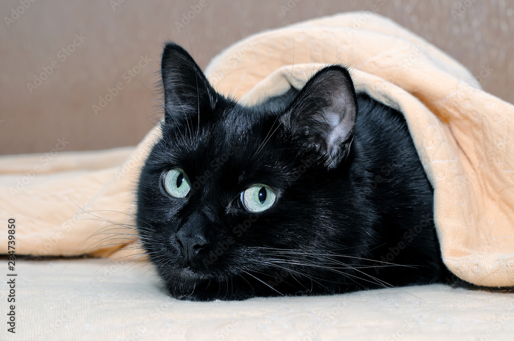 Naklejka premium Portret czarnego kota leżącego pod kratą.