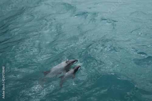 Schwimmende Hector Delfin mit Baby im Meer © Claudia