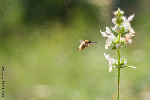 Insect collects pollen from flowers © danishch