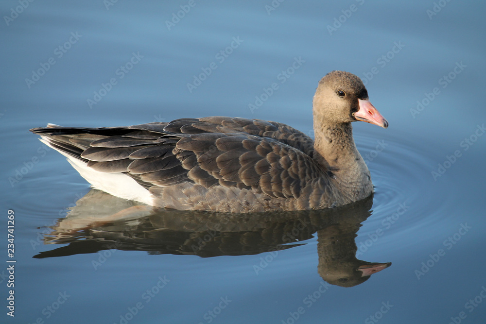 Young Greater white-fronted goose or Anser albifrons afloat Young Greater white-fronted goose or Anser albifrons afloat
