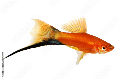 Red Swordtail Male black tail Xiphophorus Helleri aquarium fish isolated on white 