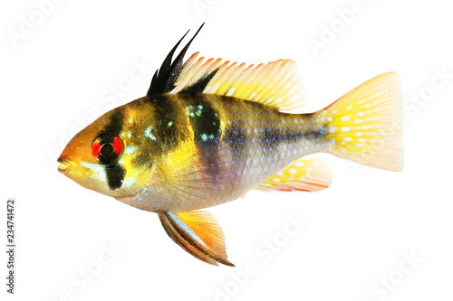 Photography German Ram cichlid Mikrogeophagus ramirezi aquarium fish Female