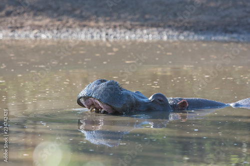 hippopotamus yawning i a waterhole