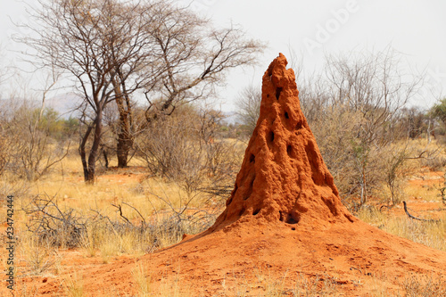 Termite Hill - Namibia