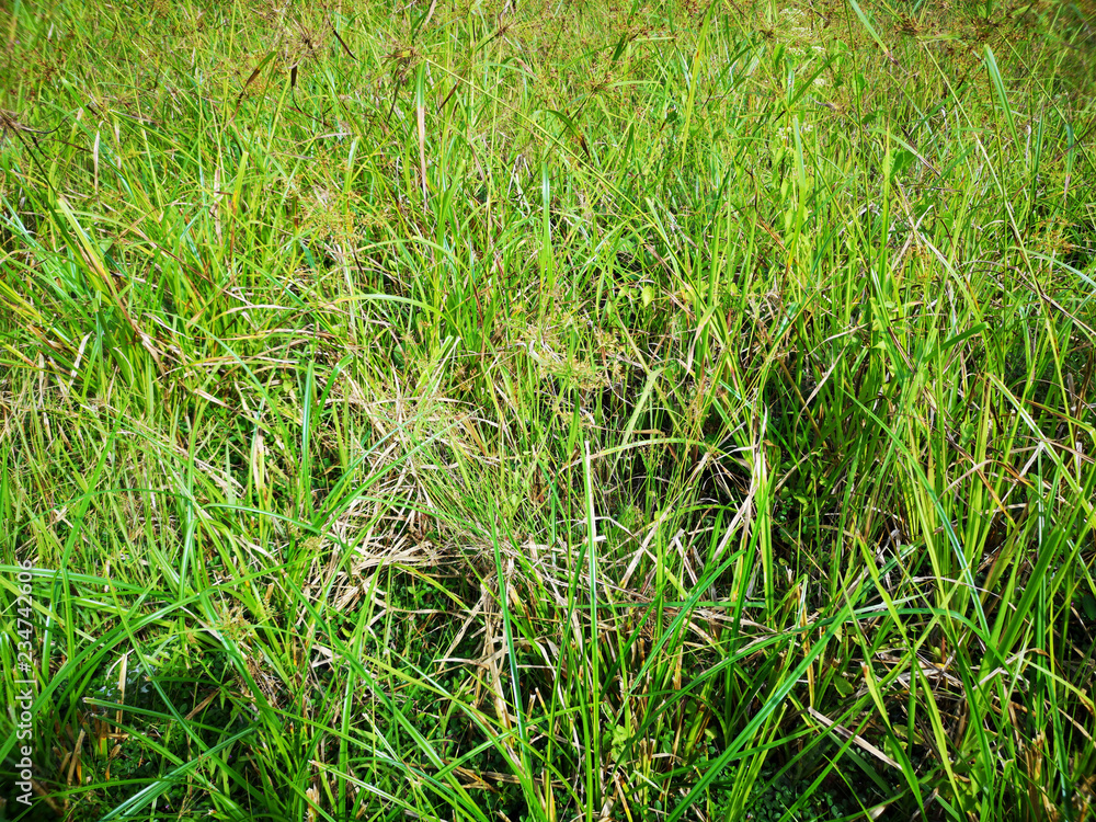 Wild grass on marshland or swamp area. Wild grass on marshland or swamp area.