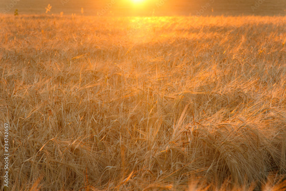 Atardecer en los campos de cereal, con el sol iluminándolos.