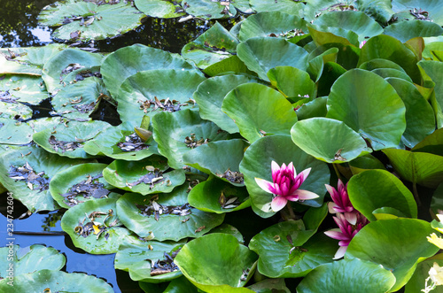 Fototapeta Naklejka Na Ścianę i Meble -  Pink lilies among green leaves