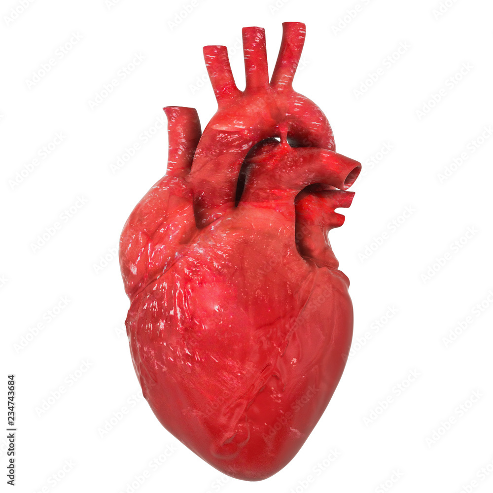 Arteries Organs The Shocking Truth - oh6h71z