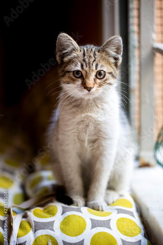 Fototapeta Naklejka Na Ścianę i Meble -  Pet animal; cute cat indoor. House cat.