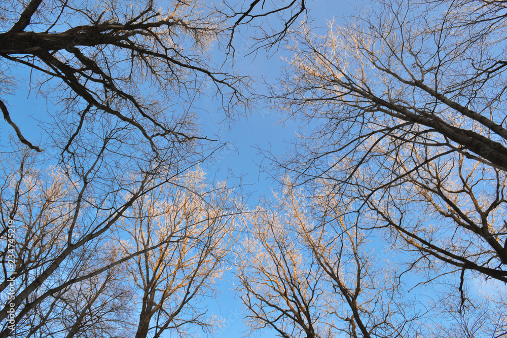 Branches of trees without leaves against a blue sky. Round dance from the trees on a blue background. Branches of trees without leaves against a blue sky. Round dance from the trees on a blue background.
