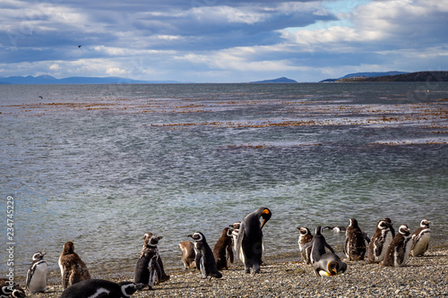 Manchots de Patagonie en Argentine voyage Ushuaïa photo