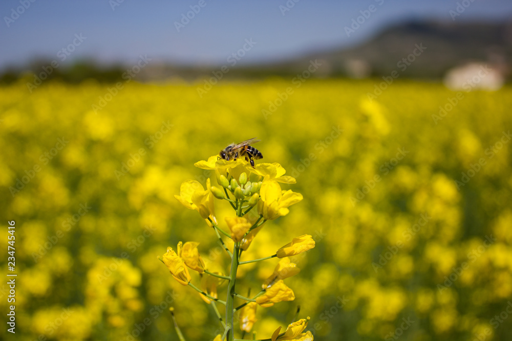 Obraz premium abeille sur colza