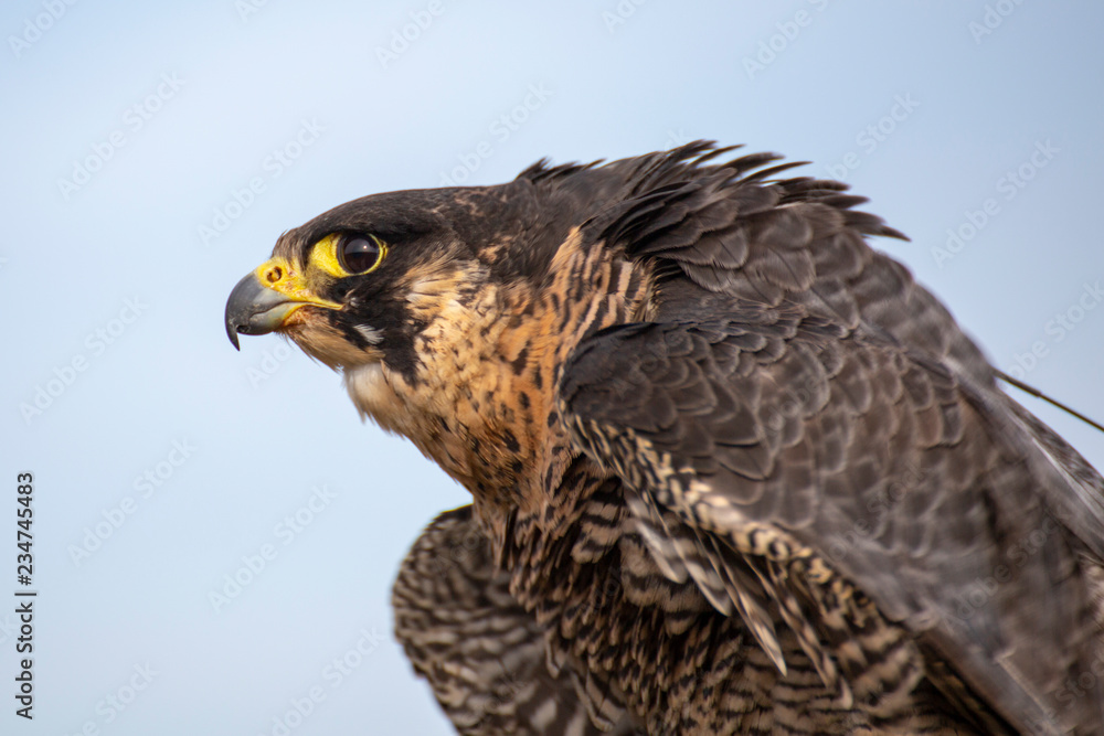 Fototapeta premium funny tousled Falcon