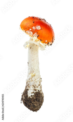 Fly agaric mushroom, Amanita muscaria isolated on a white background.
