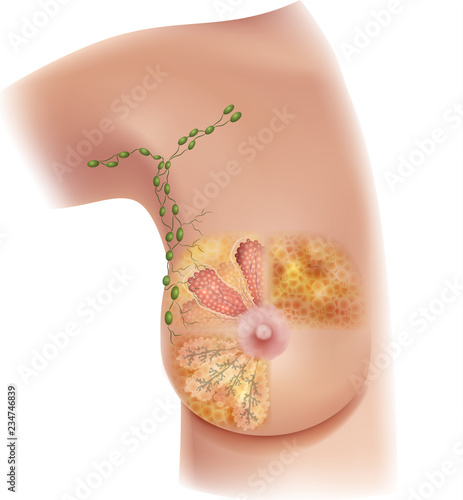 Female Breast anatomy and axillary Lymph nodes detailed colorful illustration