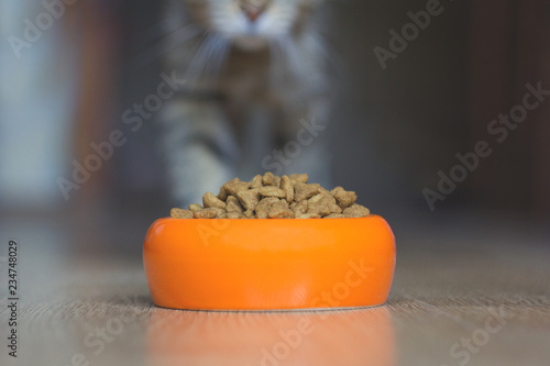  bowl of cat food up close and blurry cat back