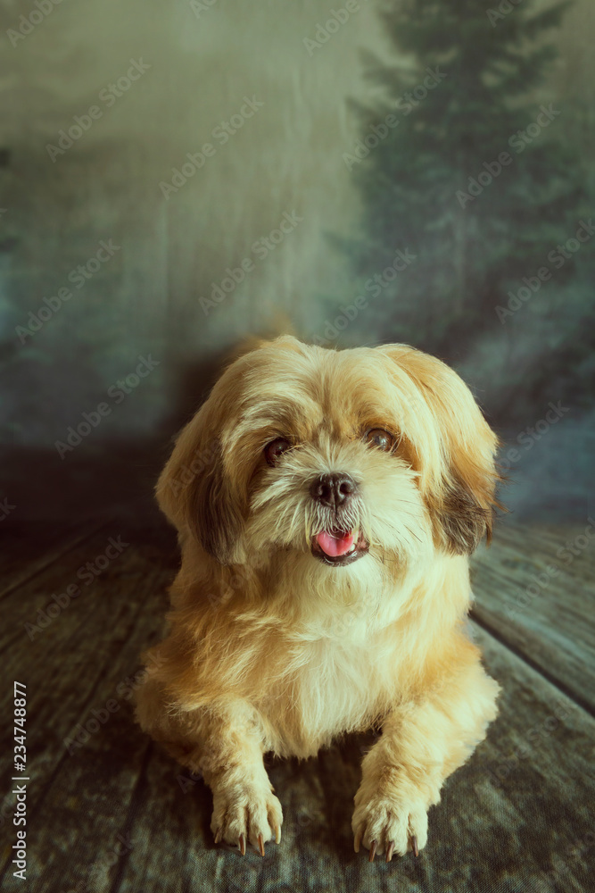 portrait of a dog portrait of a dog