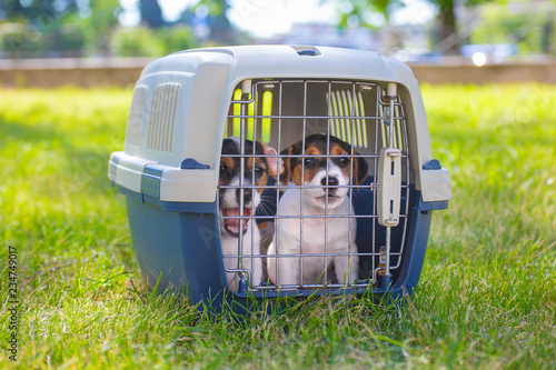  two funny puppies jack russel terrier in a carrier for dogs